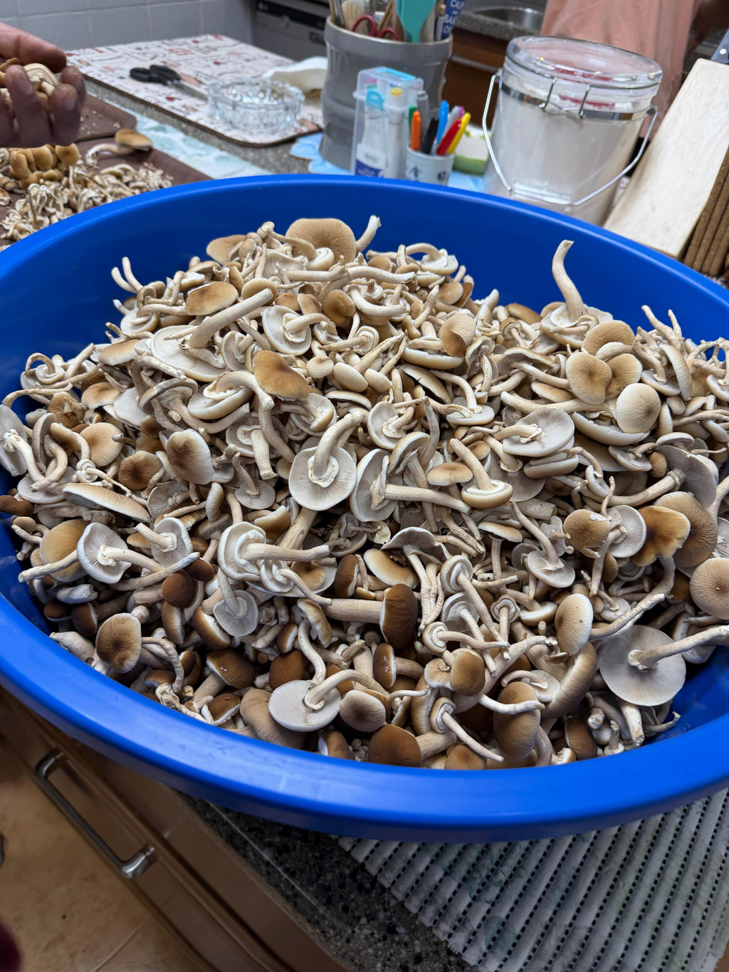 A large blue plastic tub filled with freshly harvested pioppino mushrooms, set on a kitchen counter with hands and other kitchen items visible in the background.