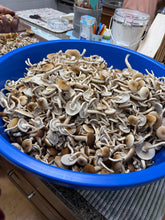 Load image into Gallery viewer, A large blue plastic tub filled with freshly harvested pioppino mushrooms, set on a kitchen counter with hands and other kitchen items visible in the background.
