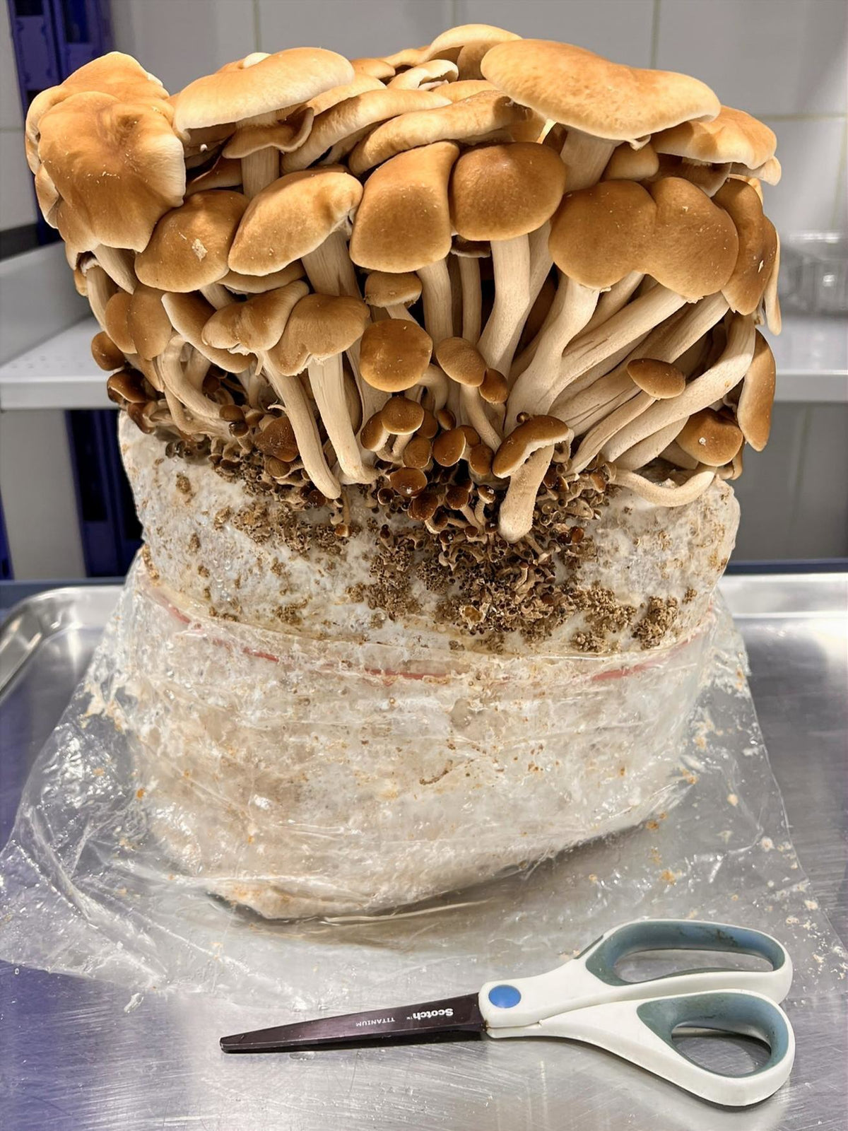 Pioppino-mushroom-fruiting-from-a-substrate-block-on-an-aluminum-tray