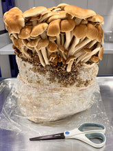 تحميل الصورة في عارض المعرض، Pioppino-mushroom-fruiting-from-a-substrate-block-on-an-aluminum-tray
