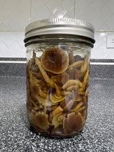 Load image into Gallery viewer, A clear glass mason jar filled with sliced brown mushrooms submerged in a liquid, sealed with a silver metal lid, and placed on a speckled gray countertop with a tiled backsplash behind it.
