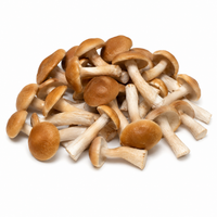 Fresh Pioppino mushrooms in a white background