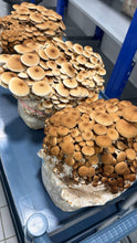 Load image into Gallery viewer, Three flushes of pioppino right next to each other on a blue cart
