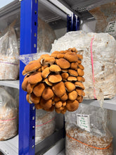 Load image into Gallery viewer, A huge flush of pioppino mushroom fruiting sideways on a silver and blue shelf
