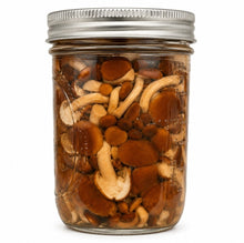 تحميل الصورة في عارض المعرض، A clear glass mason jar with a silver metal lid, filled with pioppino mushrooms submerged in a liquid, photographed on a plain white background.
