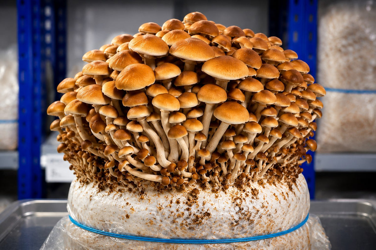 A dense cluster of orange-brown pioppino mushrooms growing on a white substrate base inside a clear plastic bag, photographed in a mushroom cultivation room with blue shelving in the background.
