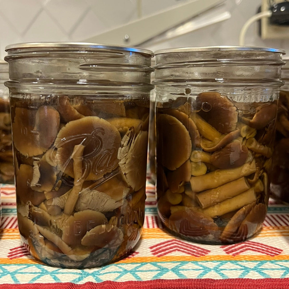 Several glass jars filled with sliced pioppino mushrooms and yellow stick-like pieces in liquid, arranged on a patterned cloth on a kitchen countertop with tiled walls in the background.