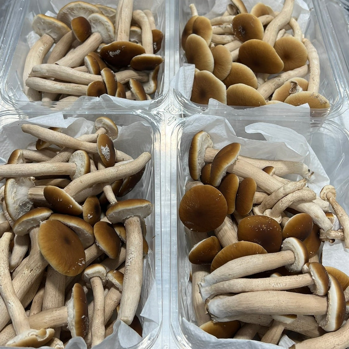 Six clear plastic clamshell containers filled with pioppino mushrooms arranged on a blue cart in a clean indoor setting.