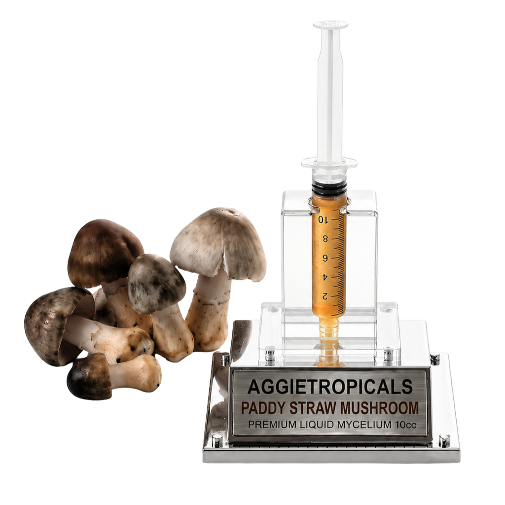An AGGietropicals Paddy Straw Mushroom premium liquid mycelium 10cc syringe growing kit, featuring a clear acrylic syringe filled with golden liquid on a silver base, shown next to several realistic brown and beige mushrooms on a white background.