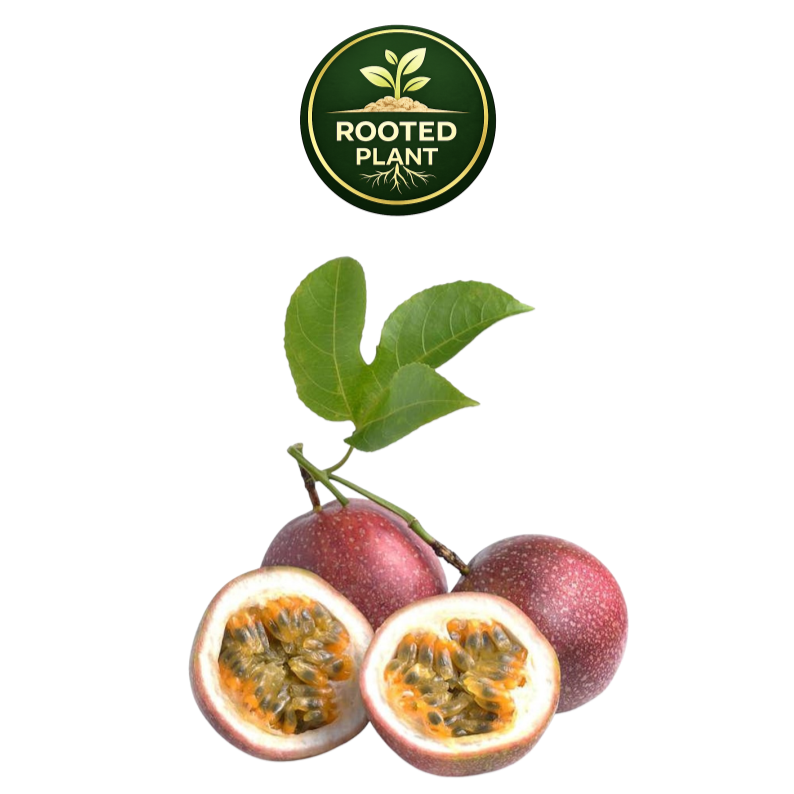 Three whole and two halved passion fruit fruits with green leaves, shown on a white background with a circular 'Rooted Plant' logo above.