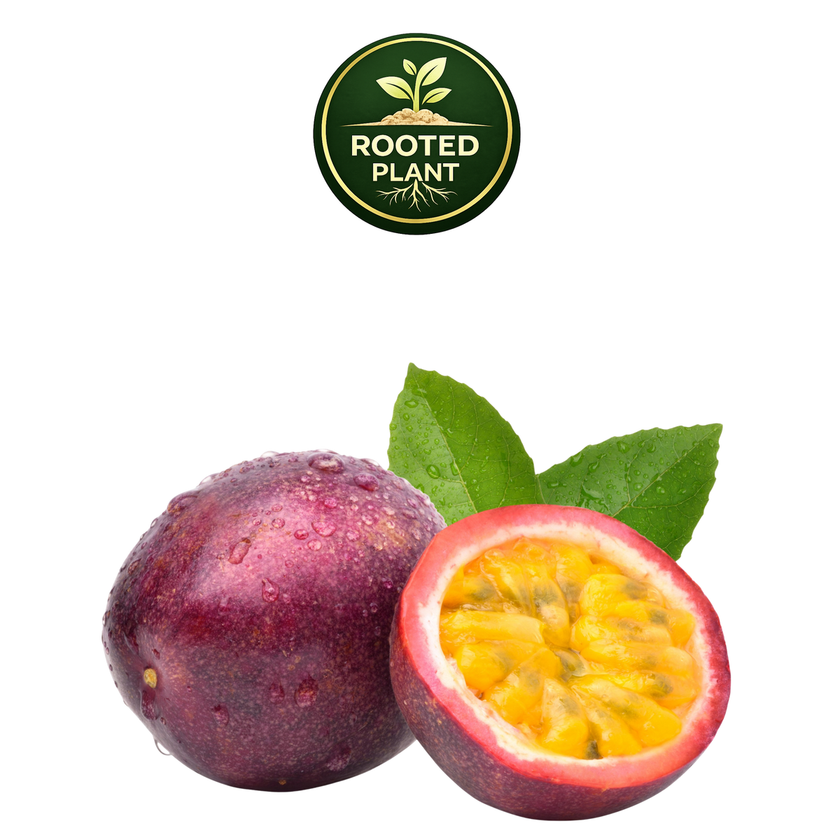 A whole and halved purple passion fruit with bright yellow-orange seeds and green leaves, shown on a white background with a green 'Rooted Plant' logo at the top.