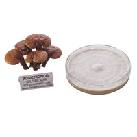 A Reishi mushroom with a glossy reddish-brown lacquered shelf-shaped cap, beside a round petri dish showing white mycelial growth on agar, labeled "AGGIETROPICAL CULTURE BANK, PETRI DISH MOTHER CULTURE, Species: Ganoderma lingzhi", on a white background.