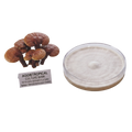 A mushroom spore print and a petri dish showing a white-to-beige fuzzy colony, with a small sign reading 'AGGietROPICAL CULTURE BANK' on a plain white background.