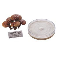 A mushroom spore print and a petri dish showing a white-to-beige fuzzy colony, with a small sign reading 'AGGietROPICAL CULTURE BANK' on a plain white background.