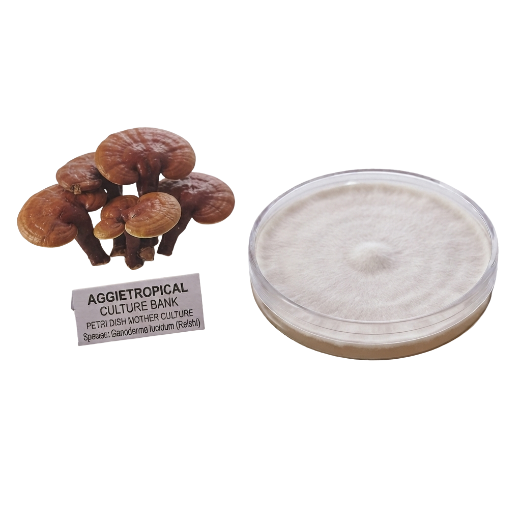 A mushroom spore print and a petri dish showing a white-to-beige fuzzy colony, with a small sign reading 'AGGietROPICAL CULTURE BANK' on a plain white background.
