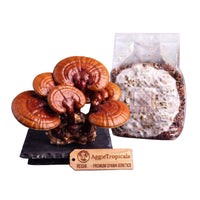 A Reishi mushroom with a glossy reddish-brown lacquered shelf-shaped cap on a dark slate board, beside a clear plastic bag of grain spawn colonized with white mycelium, with a wooden tag reading "AggieTropicals, REISHI - Premium Spawn Genetics", on a white background.