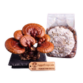 A cluster of brown Reishi mushrooms on a black display base next to a clear plastic bag containing a white mycelial spawn pack, with a wooden AggieTropicals brand tag in front, all on a white background.