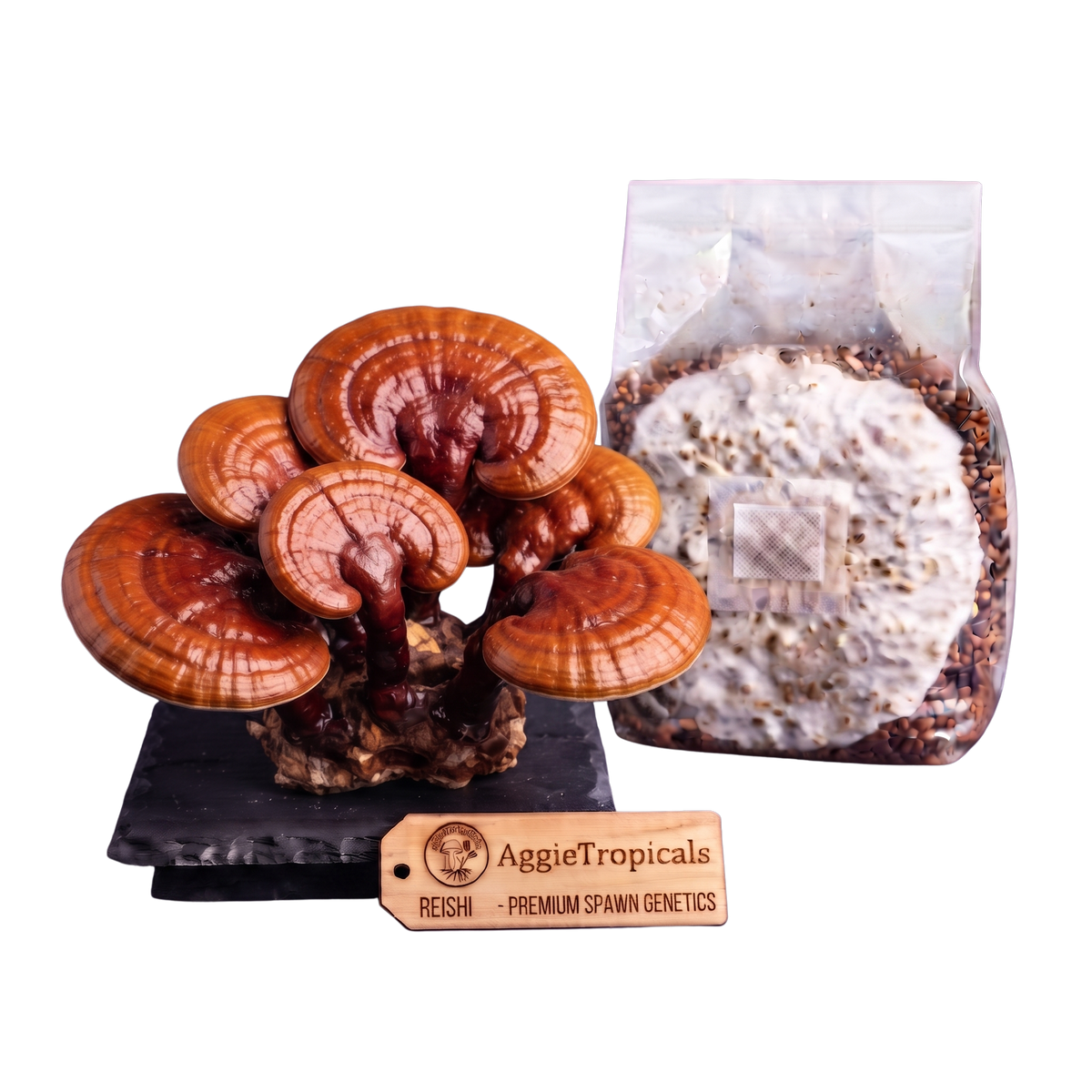A cluster of brown Reishi mushrooms on a black display base next to a clear plastic bag containing a white mycelial spawn pack, with a wooden AggieTropicals brand tag in front, all on a white background.