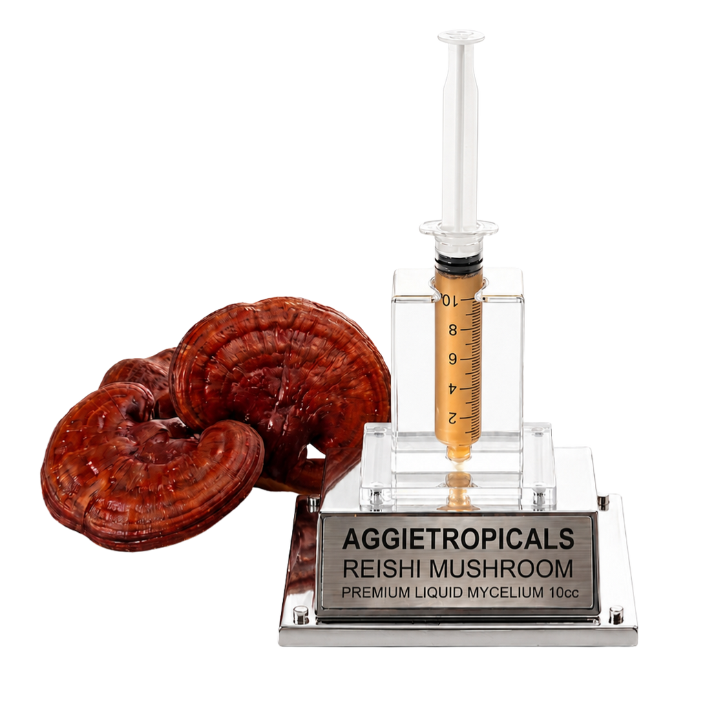 An AGGietropicals Reishi Mushroom premium liquid mycelium 10cc syringe product on a clear acrylic stand with a silver metal plaque, shown alongside dried reishi mushrooms on a white background.