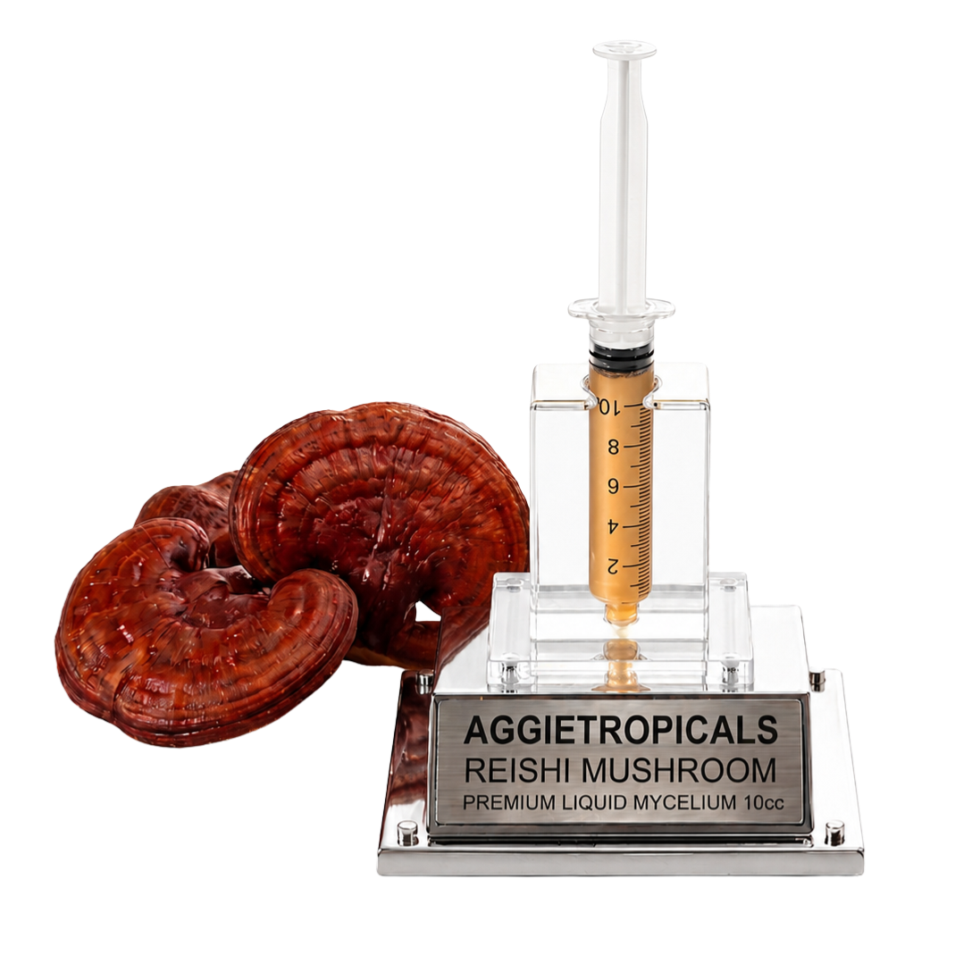 An AGGietropicals Reishi Mushroom premium liquid mycelium 10cc syringe product on a clear acrylic stand with a silver metal plaque, shown alongside dried reishi mushrooms on a white background.