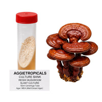 A Reishi mushroom with a glossy reddish-brown lacquered shelf-shaped cap, beside a clear 50ml centrifuge tube containing a slanted agar culture with white mycelial growth, labeled "AGGIETROPICALS CULTURE BANK, REISHI MUSHROOM SLANT CULTURE, 50ml Centrifuge Tube, Agar: MEA (Malt Extract Agar)", on a white background.