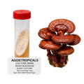 A slant culture sample of Reishi mushroom in a 50ml centrifuge tube with a red cap, shown next to a cluster of mature brown Reishi mushrooms on a white background with an AGGRIETROPICALS label.