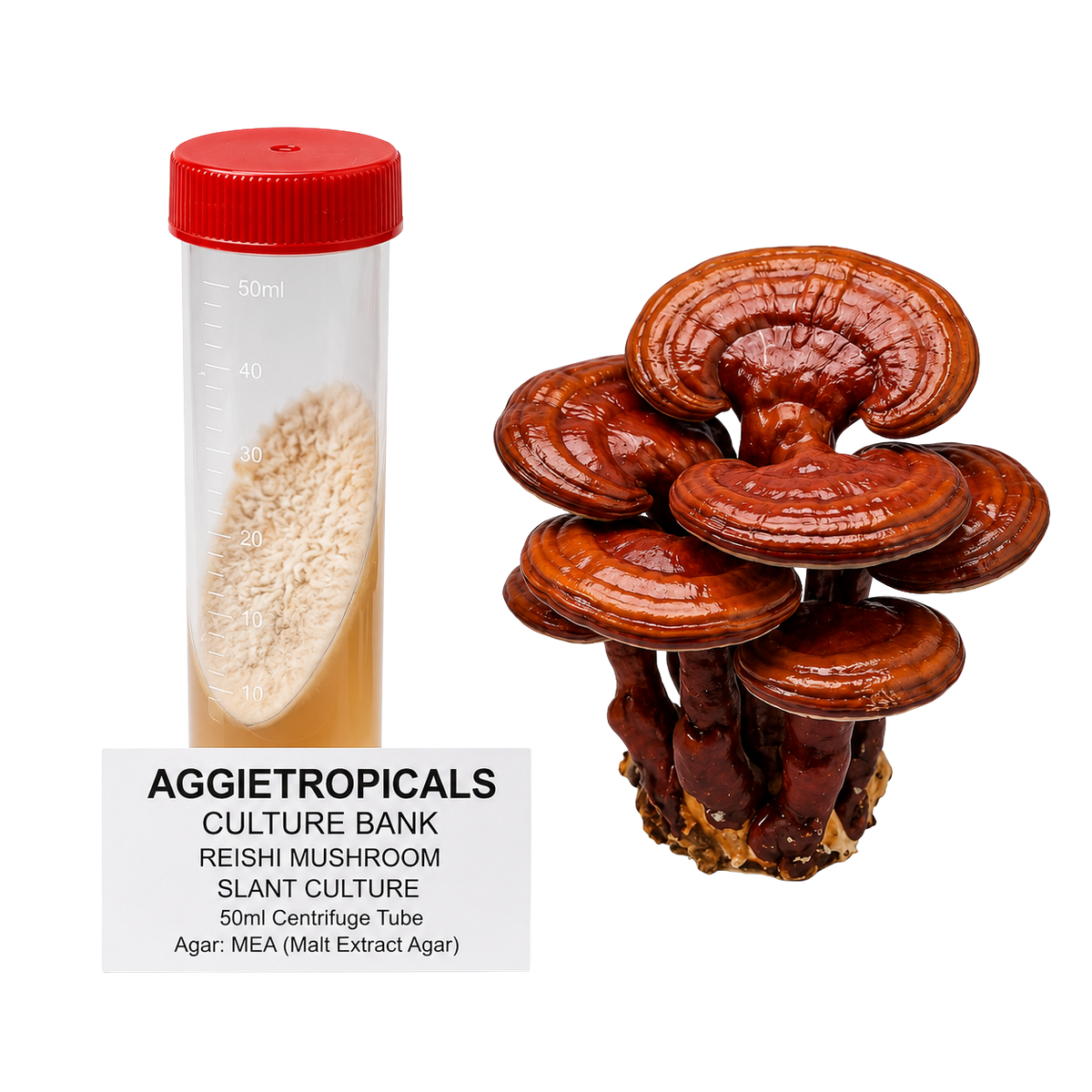 A slant culture sample of Reishi mushroom in a 50ml centrifuge tube with a red cap, shown next to a cluster of mature brown Reishi mushrooms on a white background with an AGGRIETROPICALS label.