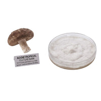 A cluster of Shiitake mushrooms with brown caps and cream-colored gills on thick stems, beside a round petri dish showing white mycelial growth on agar, labeled "AGGIETROPICAL CULTURE BANK, PETRI DISH MOTHER CULTURE, Species: Lentinula edodes", on a white background.