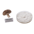 A dried brown mushroom shown next to a clear round petri dish filled with white fuzzy mycelium, with a small label reading 'AGGietROPICAL CULTURE BANK' on a plain white background.