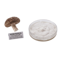 A dried brown mushroom shown next to a clear round petri dish filled with white fuzzy mycelium, with a small label reading 'AGGietROPICAL CULTURE BANK' on a plain white background.