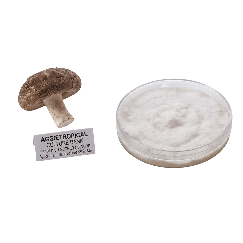 A dried brown mushroom shown next to a clear round petri dish filled with white fuzzy mycelium, with a small label reading 'AGGietROPICAL CULTURE BANK' on a plain white background.