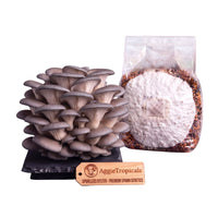 A dense cluster of Sporeless Oyster mushrooms with white fan-shaped caps on a dark slate board, beside a clear plastic bag of grain spawn colonized with white mycelium, with a wooden tag reading "AggieTropicals, SPORELESS OYSTER - Premium Spawn Genetics", on a white background.