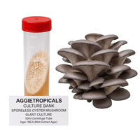 A dense cluster of Sporeless Oyster mushrooms with white fan-shaped caps, beside a clear 50ml centrifuge tube containing a slanted agar culture with white mycelial growth, labeled "AGGIETROPICALS CULTURE BANK, SPORELESS OYSTER MUSHROOM SLANT CULTURE, 50ml Centrifuge Tube, Agar: MEA (Malt Extract Agar)", on a white background.