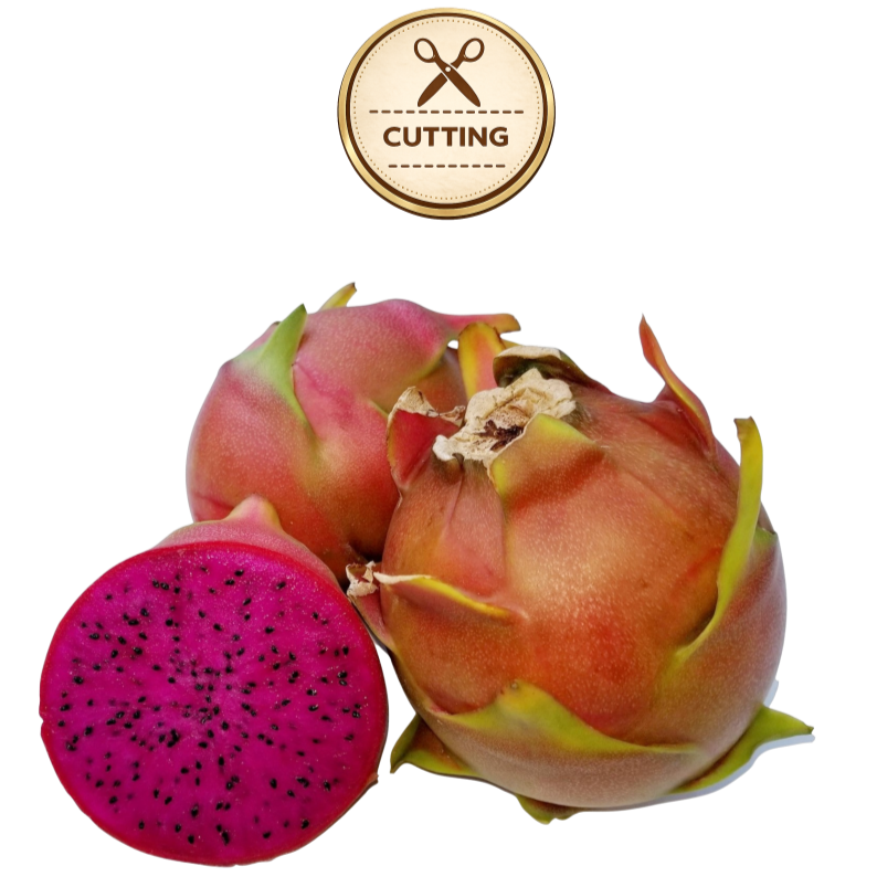 Three Shayna  dragon fruit fruits on a white background, with one cut open to show the bright magenta flesh and black seeds. A circular badge above reads 'CUTTING' with scissors icon.