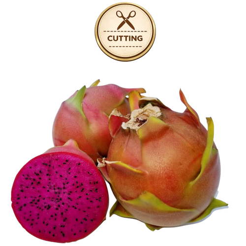 Three Shayna  dragon fruit fruits on a white background, with one cut open to show the bright magenta flesh and black seeds. A circular badge above reads 'CUTTING' with scissors icon.