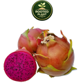Three Shayna dragon fruit fruits on a white background, with one cut in half to show the bright magenta flesh and black seeds. A green circular 'Rooted Plant' logo is positioned above the fruits.