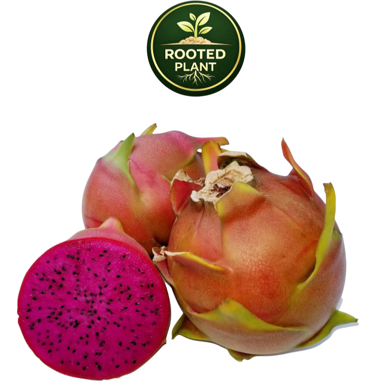 Three Shayna dragon fruit fruits on a white background, with one cut in half to show the bright magenta flesh and black seeds. A green circular 'Rooted Plant' logo is positioned above the fruits.
