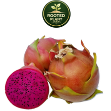 Load image into Gallery viewer, Three Shayna dragon fruit fruits on a white background, with one cut in half to show the bright magenta flesh and black seeds. A green circular 'Rooted Plant' logo is positioned above the fruits.
