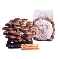 A cluster of Shiitake mushrooms with brown caps and cream-colored gills on thick stems on a dark slate board, beside a clear plastic bag of grain spawn colonized with white mycelium, with a wooden tag reading "AggieTropicals, SHIITAKE - Premium Spawn Genetics", on a white background.