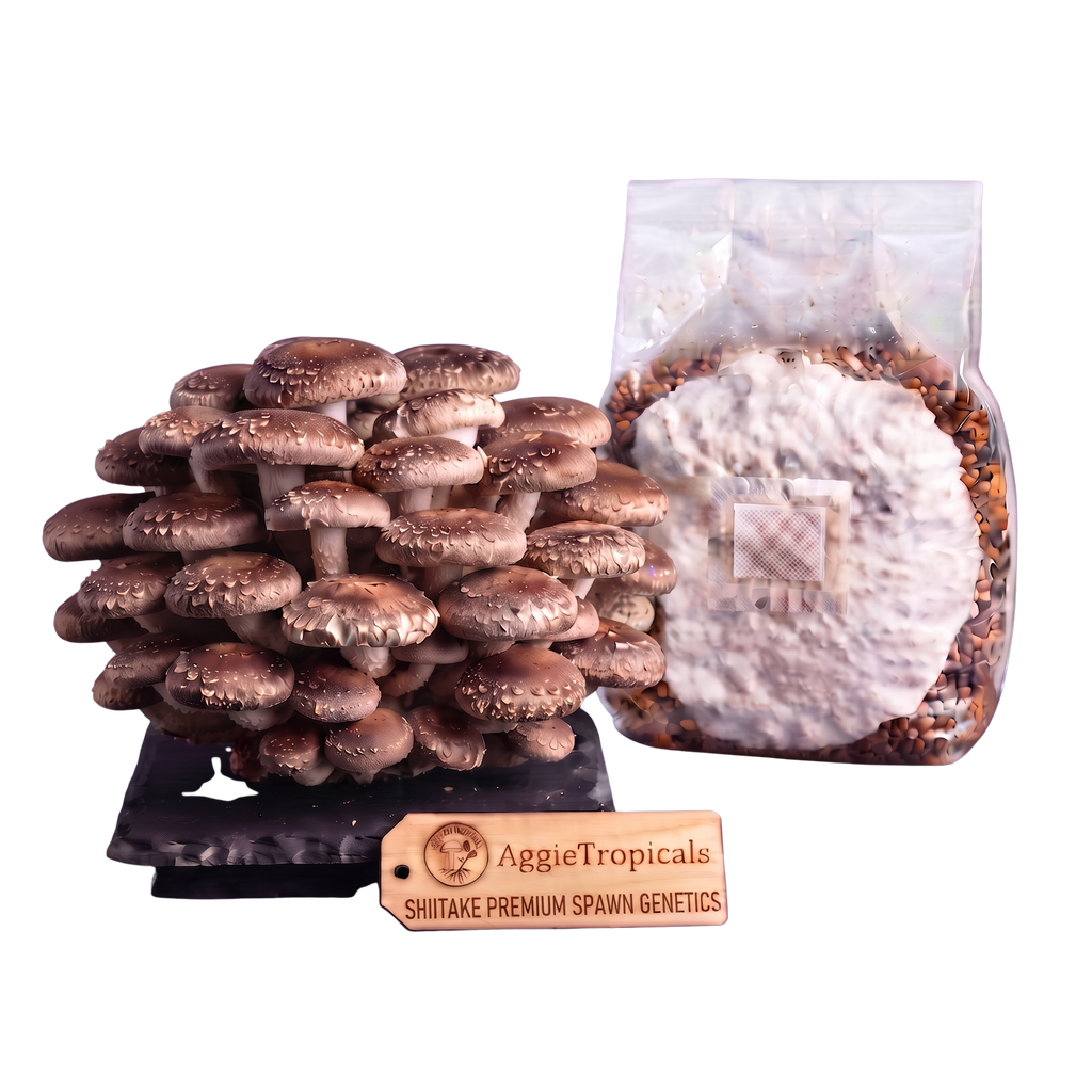 A cluster of mature shiitake mushrooms next to a clear plastic bag containing a white mycelium spawn pack, with a wooden brand tag reading 'AggieTropicals SHIITAKE PREMIUM SPAWN GENETICS' on a white background.