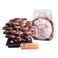 A cluster of mature shiitake mushrooms next to a clear plastic bag containing a white mycelium spawn pack, with a wooden brand tag reading 'AggieTropicals SHIITAKE PREMIUM SPAWN GENETICS' on a white background.