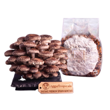 Load image into Gallery viewer, A cluster of mature shiitake mushrooms next to a clear plastic bag containing a white mycelium spawn pack, with a wooden brand tag reading 'AggieTropicals SHIITAKE PREMIUM SPAWN GENETICS' on a white background.
