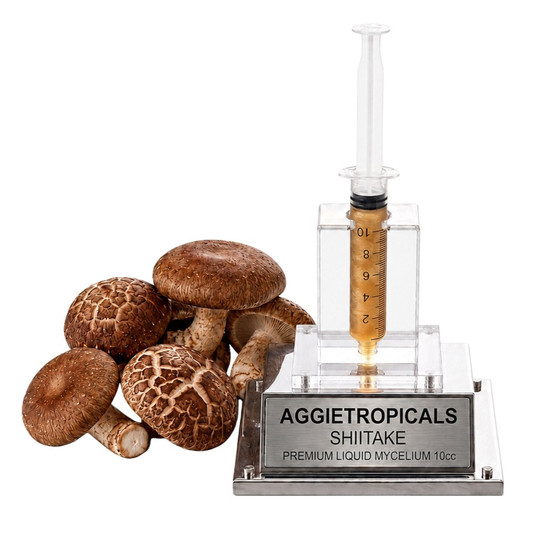 A cluster of Shiitake mushrooms with brown caps and cream-colored gills on thick stems, beside a syringe filled with liquid mycelium culture mounted on a mirrored stand, labeled "AGGIETROPICALS, SHIITAKE, PREMIUM LIQUID MYCELIUM 10cc", on a white background.