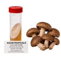 A cluster of Shiitake mushrooms with brown caps and cream-colored gills on thick stems, beside a clear 50ml centrifuge tube containing a slanted agar culture with white mycelial growth, labeled "AGGIETROPICALS CULTURE BANK, SHIITAKE MUSHROOM SLANT CULTURE, 50ml Centrifuge Tube, Agar: MEA (Malt Extract Agar)", on a white background.