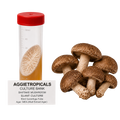 A 50ml centrifuge tube with a red cap containing a shiitake mushroom culture sample, shown next to several fresh brown shiitake mushrooms on a white background. A label reads 'AGGietropicals Culture Bank Shitake Mushroom Slant Culture 50ml Centrifuge Tube Agar: MEA (Malt Extract Agar)'.
