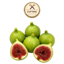 تحميل الصورة في عارض المعرض، Five green figs on a white background, with two figs cut open to show the red-purple inner flesh. A circular 'CUTTING' icon appears above the fruit.
