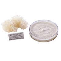 A white, translucent, ruffled Tremella mushroom with a jelly-like texture, beside a round petri dish showing white mycelial growth on agar, labeled "AGGIETROPICAL CULTURE BANK, PETRI DISH MOTHER CULTURE, Species: Tremella fuciformis", on a white background.