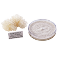 Tremella mother culture next to a tremella mushroom fruit