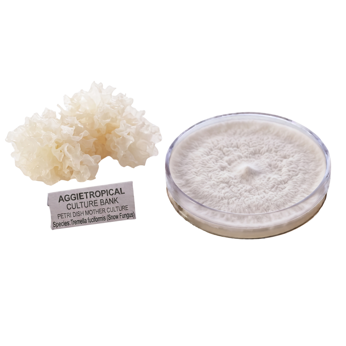 Tremella mother culture next to a tremella mushroom fruit