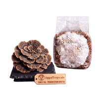 A Turkey Tail mushroom formed of thin fan-shaped caps with multicolored bands on a dark slate board, beside a clear plastic bag of grain spawn colonized with white mycelium, with a wooden tag reading "AggieTropicals, TURKEY TAIL - Premium Spawn Genetics", on a white background.